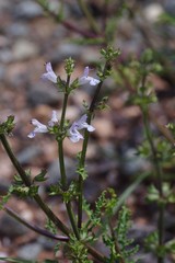 Salvia stenophylla