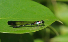 Heliocypha biforata