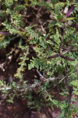 Salvia stenophylla