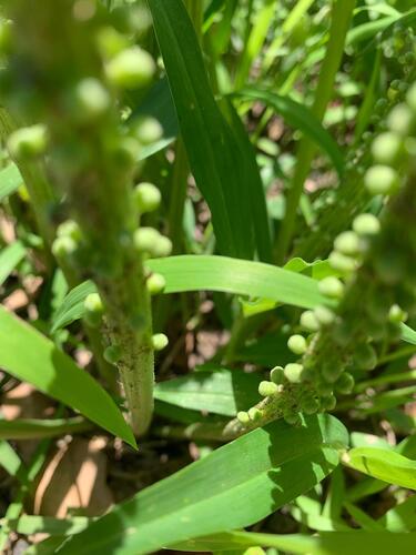 Cussonia corbisieri De Wild.