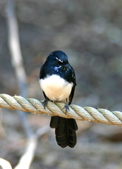 Rhipidura leucophrys