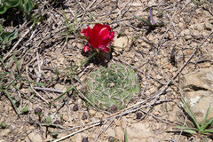Lobivia cinnabarina