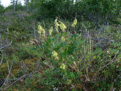Astragalus frigidus