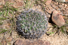 Lobivia cinnabarina