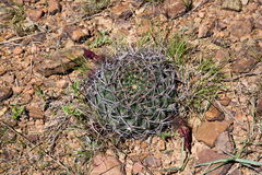 Lobivia cinnabarina