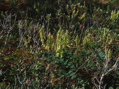 Astragalus frigidus