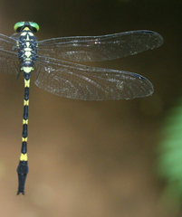 Macrogomphus kerri