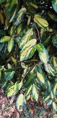 Elaeagnus reflexa