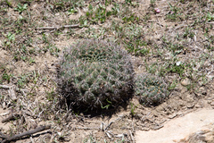Lobivia cinnabarina
