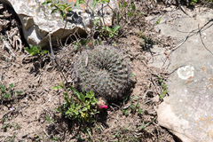 Lobivia cinnabarina