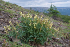 Astragalus frigidus