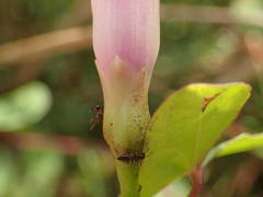 Ipomoea obscura