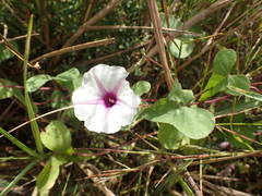 Ipomoea obscura