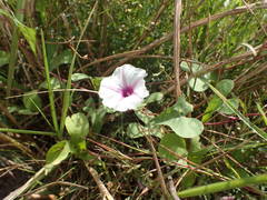Ipomoea obscura