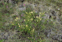 Astragalus frigidus