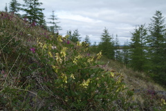 Astragalus frigidus