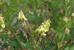 Astragalus frigidus
