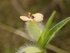 Commelina nigritana