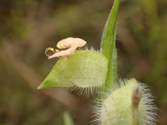 Commelina nigritana
