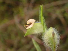 Commelina nigritana