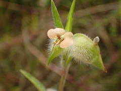 Commelina nigritana