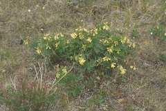 Astragalus frigidus