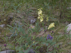 Astragalus frigidus