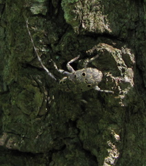 Mesosa curculionoides