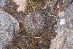 Lobivia cinnabarina