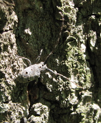 Mesosa curculionoides