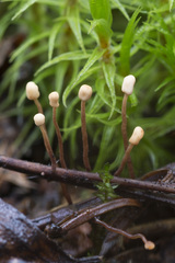 Heyderia cucullata