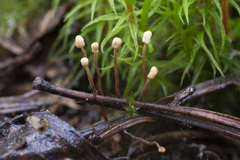 Heyderia cucullata
