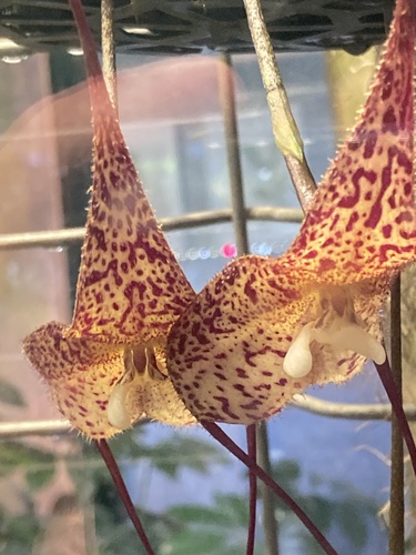 Dracula bella (Rchb.f.) Luer 4