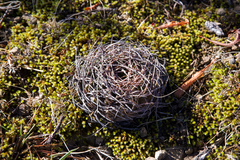Lobivia cinnabarina