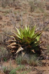 Aloe broomii