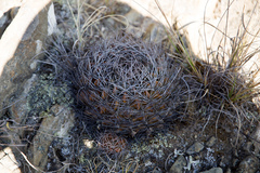 Lobivia cinnabarina