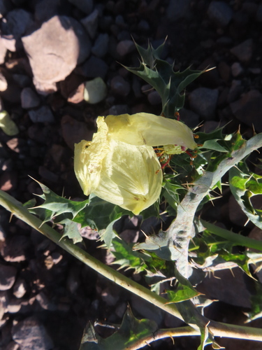 American-poppy (Argemone subfusiformis)