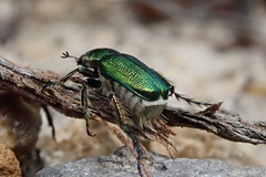 Diphucephala colaspidoides