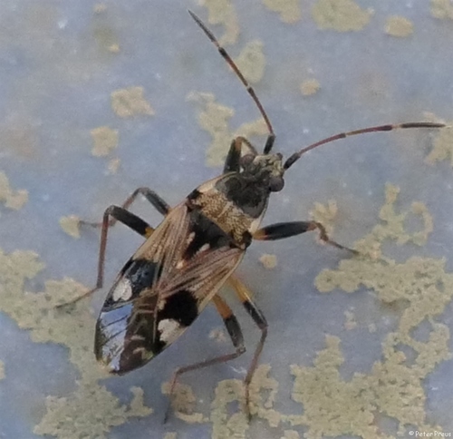 Coastal groundbug photo 2