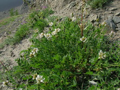 Astragalus inopinatus