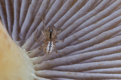 Stemonyphantes lineatus