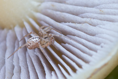 Stemonyphantes lineatus