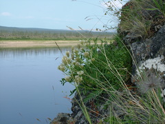 Astragalus inopinatus