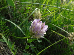 Astragalus inopinatus