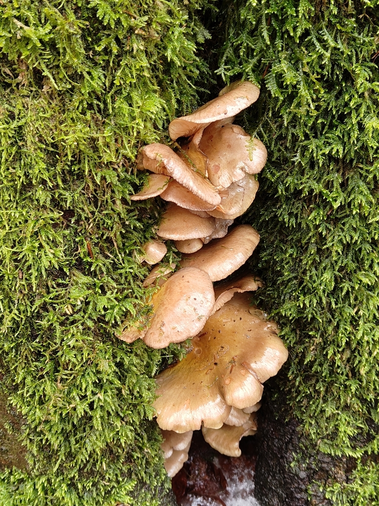 Sarcomyxa serotina · November 2025 · photo: © norrland (iNaturalist, cc0)