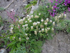 Astragalus inopinatus