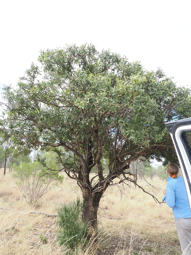 Bumble Tree (Capparis mitchellii)