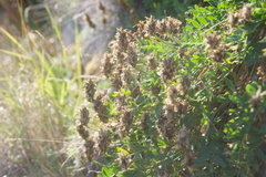 Astragalus inopinatus