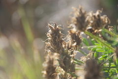 Astragalus inopinatus