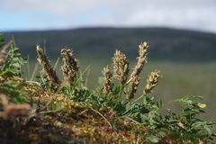Astragalus inopinatus